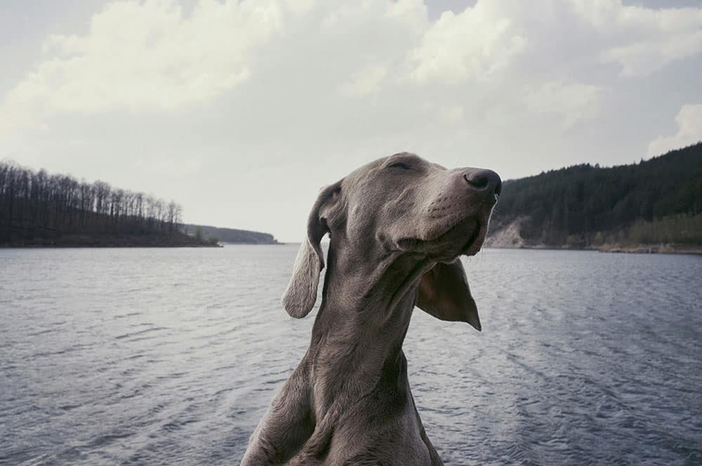 grauer Hund genießt einen schönen Tag auf einem Hausboot